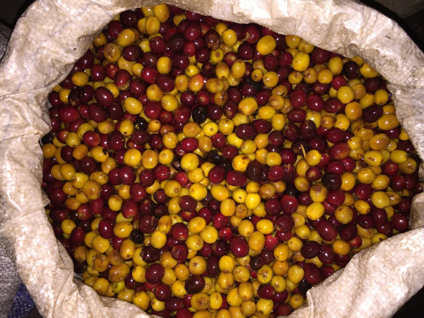 Ayarza El Porvenir