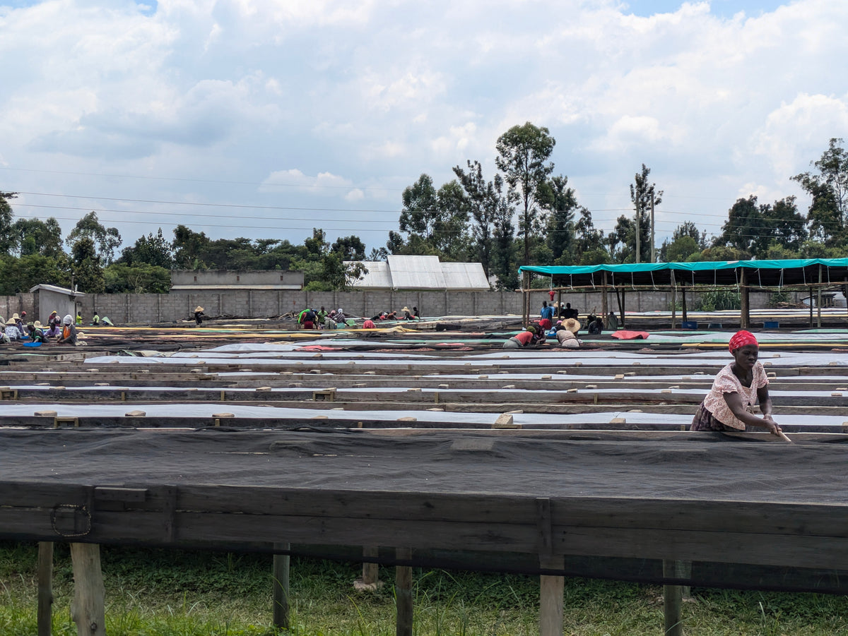 Coffee Yards 96-Hour Natural (Subscription)