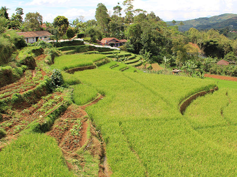 Tano Batak