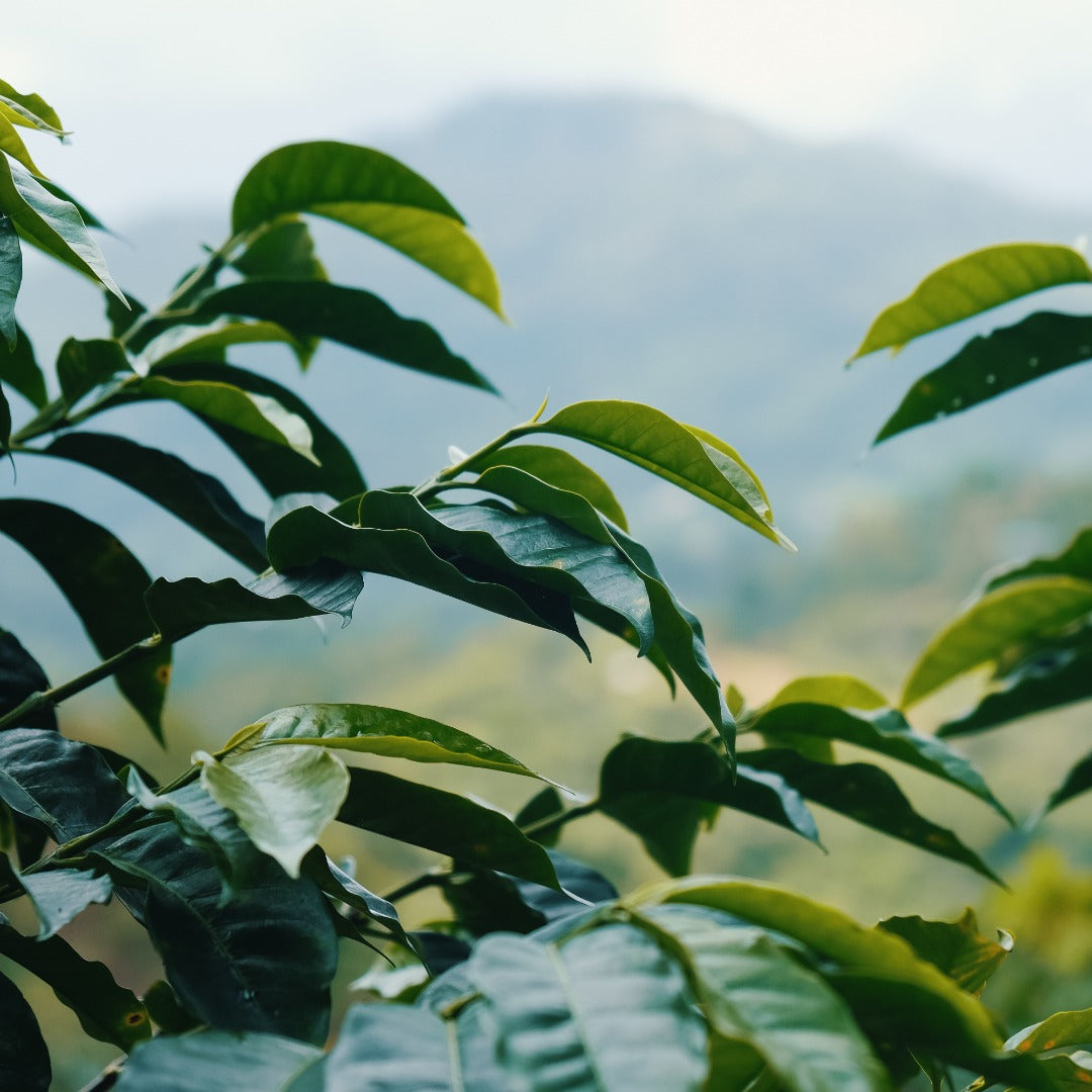 Huellas - Alto San Ignacio Lot 07/24 (Subscription)