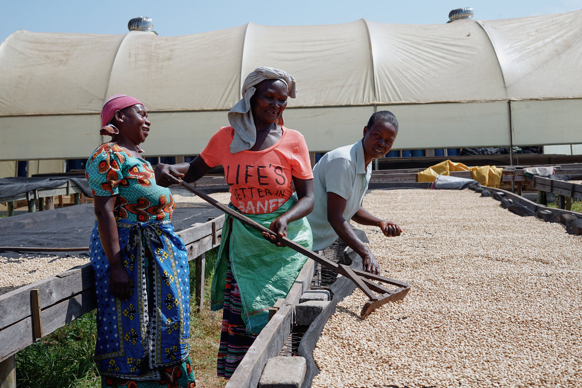 Coffee Yards 96-Hour Natural