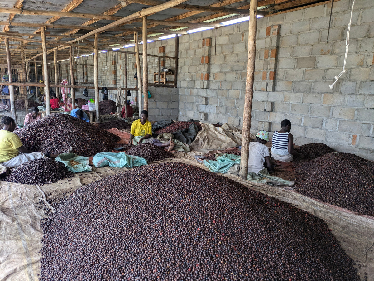 Coffee Yards 96-Hour Natural
